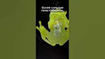Прозрачные лягушки 🐸 #shorts #наука