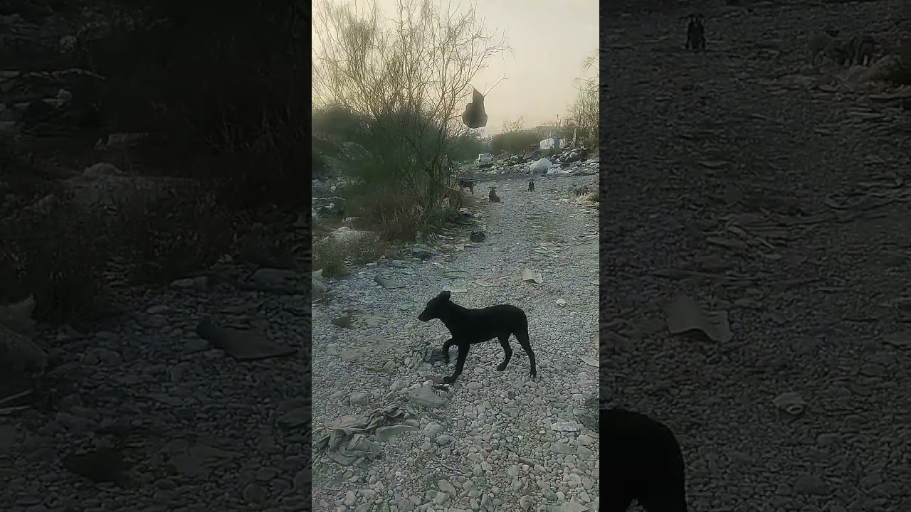 Pobres perritos perdieron su  tejaban dónde dormían ayudarlos para que sigan comiendo 