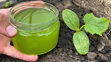 Cucumbers Will Grow In A Moment! Just Pour This Over The Cucumber Shoots