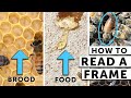 How to read a frame when checking your bees  what the beekeeper does  beekeeping for beginners