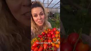 Помидоры чили                  #рассада #tomato #tomatoes #огурцы #помидоры #помидорывтеплице