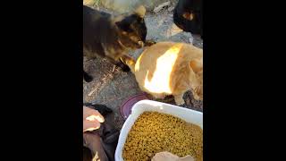 Selfish Black Cat Growl,Hiss,Slaps Innocent Orange Tabby