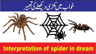 Interpretation of spider in dream. خواب میں مکڑی دیکھنے کی تعبیر. Seeing spider in dreams