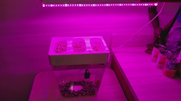 Back To The Roots Water Garden and a Half Moon Beta...