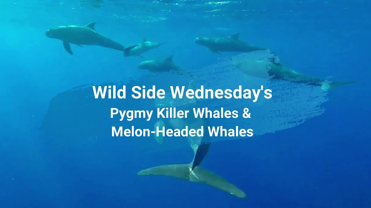 Wild Side Wednesday's Pygmy Killer Whales & Melonheaded Whales