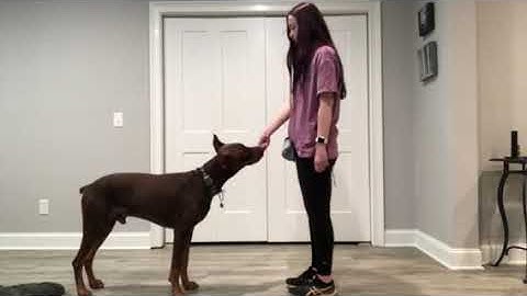 Riley Canouse, Lesson 4, Exercise 4.1, Shaping Head Dip