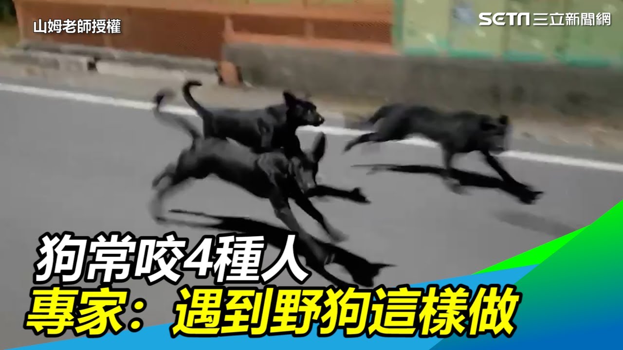 獨／遇上野狗2件事千萬別做　專家：狗會偵測你的「氣場」｜三立新聞網SETN.com