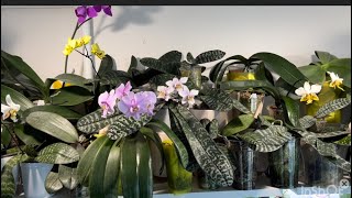 видео: Моя молодая коллекция красиво лиственных фаленопсисов🪴#Phal. stuartiana , schilleriana … картинка: Моя молодая коллекция красиво лиственных фаленопсисов🪴#Phal. stuartiana , schilleriana …