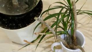 :      Dracaena