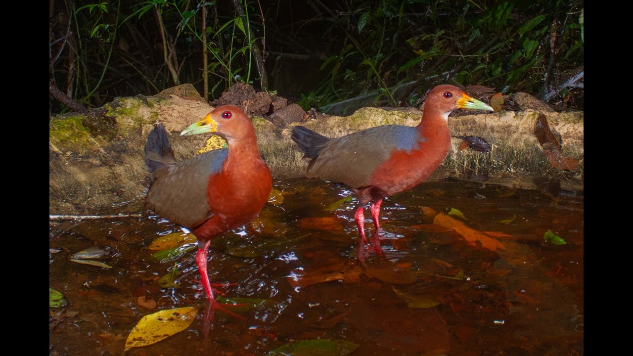 Nicaragua Camera Trap | 002