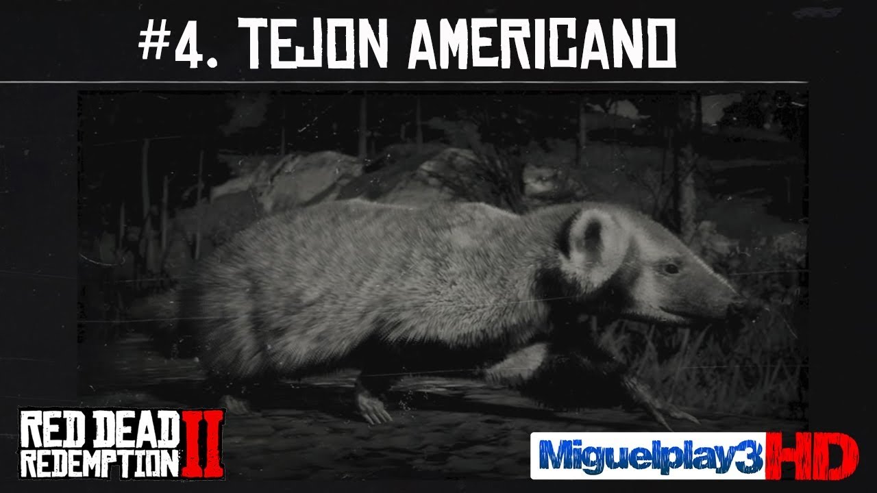 Tejon Rdr2 Localización Tejón Americano - #4.Compendio Animales - Red dead ...