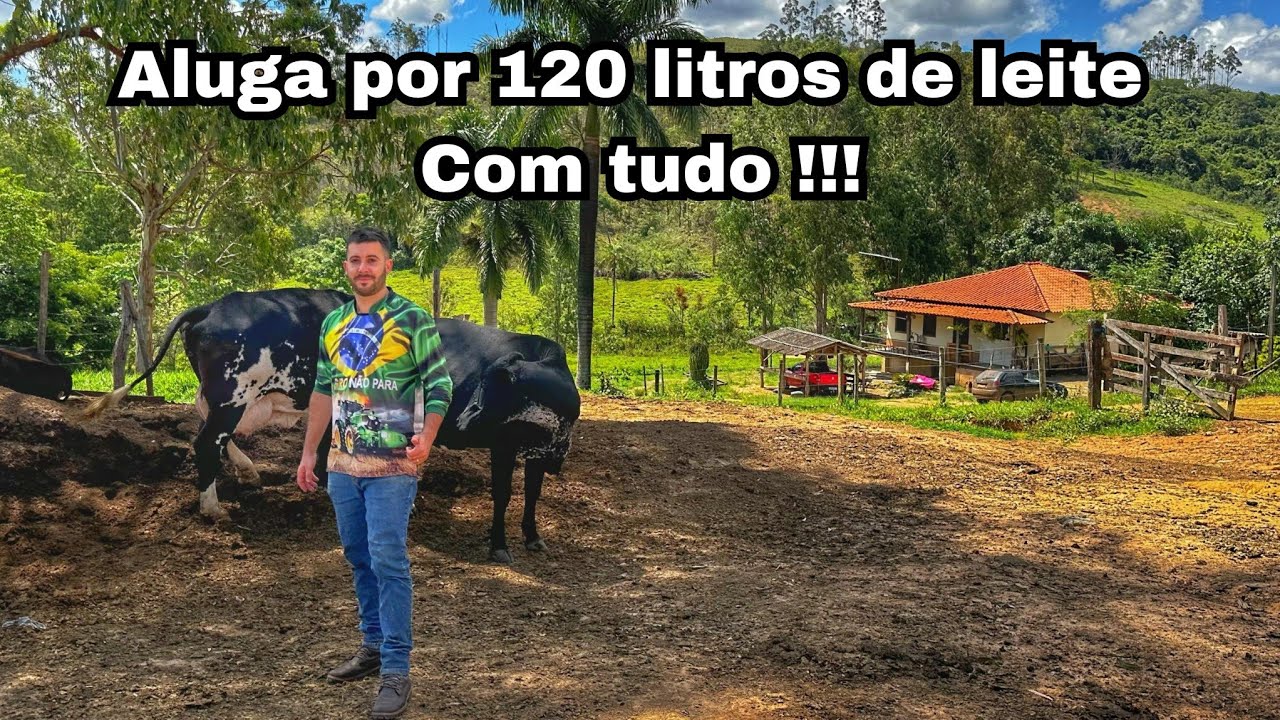 Aluga sítio montado para mexer com vacas leiteiras com ordenha, tanque, silagem e casa.