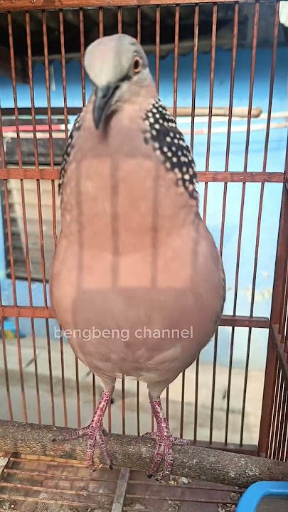 NGUKUK N4NT4NGIN L4WAN AGAR DATANG #shorts #shortsfeed #shortvideo #burung #tekukur