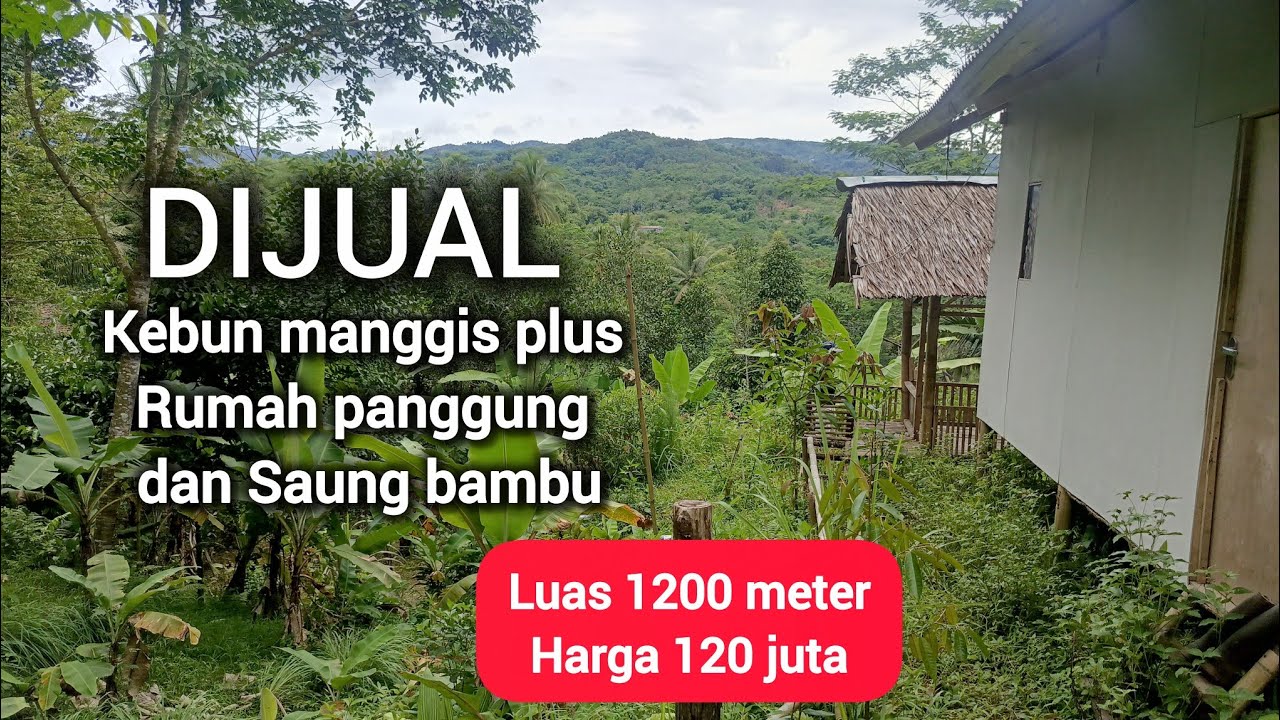 Dijual kebun manggis akses mobil plus rumah panggung dan saung bambu