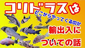 熱帯魚飼育 コリドラス コリドラスのヒゲはいったい何なのか 何で出来ているのか 溶ける という表現でいいのか 短くなったヒゲ再生にはミノタブよりもコンドロイチンだと思う 多分まちがってない Youtube 熱帯魚飼育 コリドラス コリドラスのヒゲはいったい何なのか 何で出来ているのか 溶ける という表現でいいのか 短くなったヒゲ再生にはミノタブよりもコンドロイチンだと思う 多分まちがってない Youtube