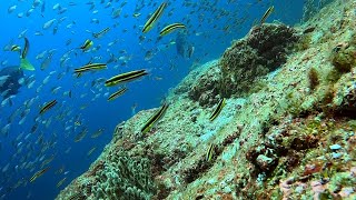 Isla Las Animas, La Paz, Baja