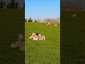Many Sheep &amp; their Lambs windy day #animals #explore #nature #countryside #dorset #uk #shorts