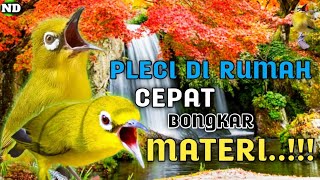 MASTERAN PLECI NEMBAK FULL ISIAN TERAPI AIR MERANGSANG PLECI AGAR CEPAT BONGKAR MATERI