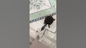 Vlog #1 | Bữa ăn đầu tiên của bé rùa common | Common turtle