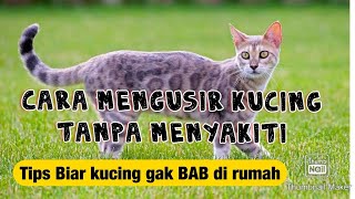 Tips Biar kucing tidak BAB di Rumah || Cara mengusir kucing liar tanpa menyakiti