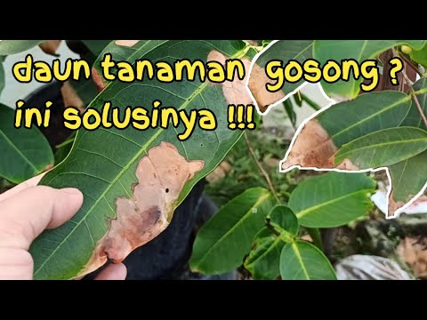 Video: Informasi Karat Fuchsia: Gejala Karat Fuchsia Pada Tanaman