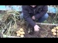 Теплые грядки. Выращивание картофеля