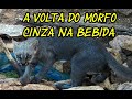 O LINDO MORFO CINZA, TRETA E HABILIDADES DO FILHOTÃO DO GATO MOURISCO E MUITO MAIS