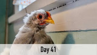 CHICK CAM: Day 41 Bantam Silkies and Cochins