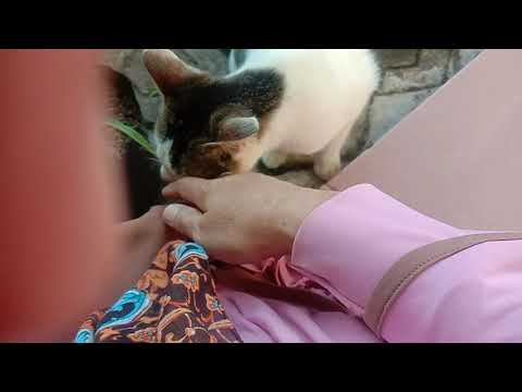 Di  jilat- jilat kucing,enak serasa di pijat || tanda kucing terimakasih ke kita.