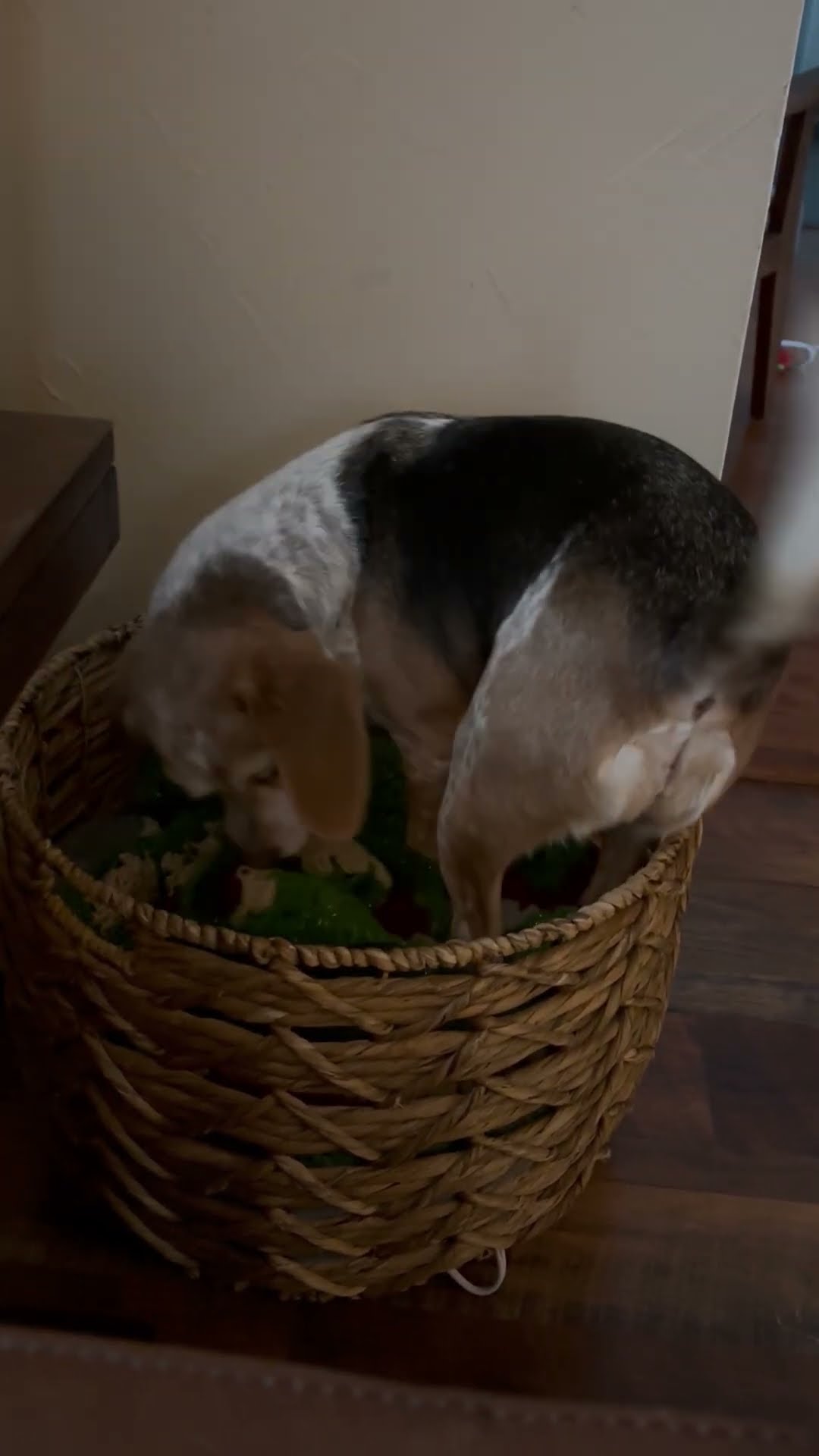 Blanket Basket Becomes Dog Bed || ViralHog