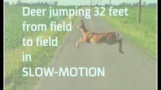 Deer jumping 32' across road  ( PTXVI )