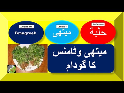میتھی،وٹامنس کا گودام / मेथी के नबवी फायदे / methee ke Nabvi Fayede 