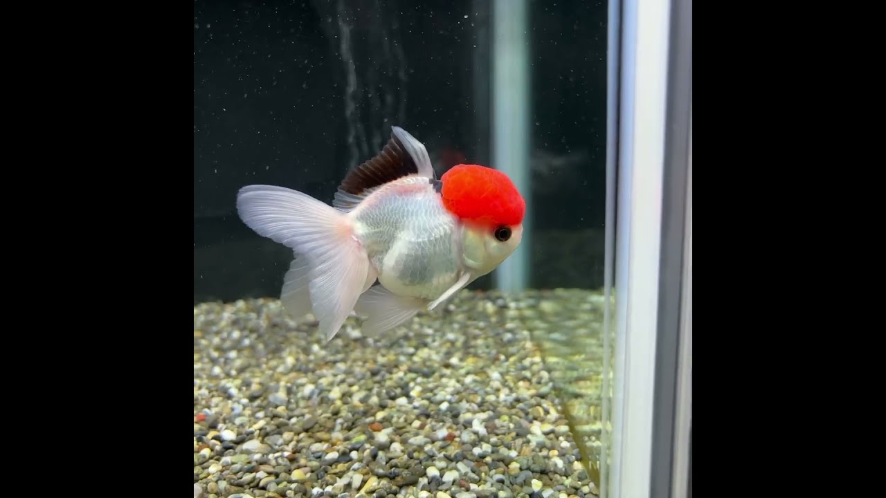 トリカラーオランダ。 - 愛知県弥富市にある丸敏養魚場