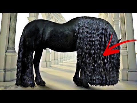 Videó: Jakut ló: jellemzők, tenyésztés és a szükséges étrend