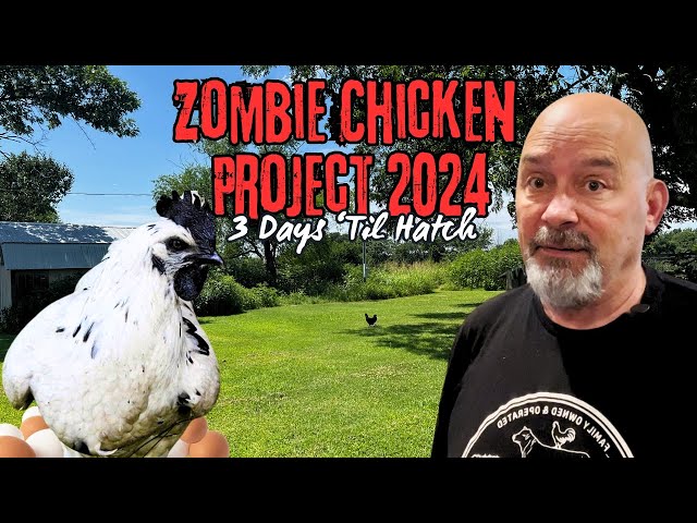TMGE✴︎CHICKEN ZOMBIES TMGE✴︎CHICKEN ZOMBIES Chicken Zombie | Grow a Garden | GAG