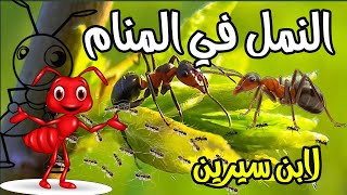 تفسير حلم رؤية النمل في الاكل في المنام لابن سيرين