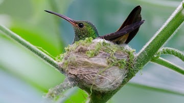 Hummingbirds Nest Building