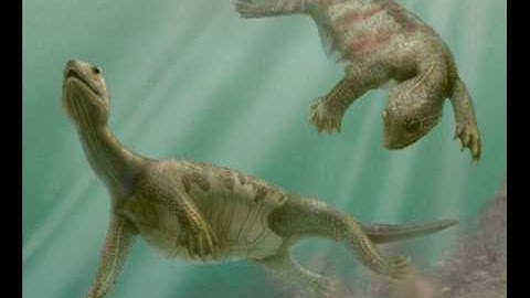 new transitional fossil for evolution