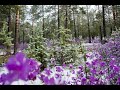 ЗАБАЙКАЛЬСКИЙ КРАЙ.  ВЛАДИМИР КУРСКИЙ
