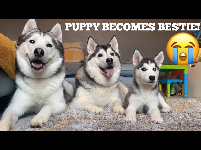 Scared Puppy Becomes Best Friends With My Two Huskies! [THEY ARE FINALLY PLAYING!!!!]