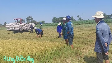 Bắt chuột đồng đầu mùa lúa đông xuân của anh em, cái kết,,.và chúc các bác nông dân được mùa(tập 146