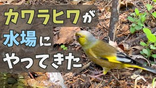 カワラヒワが水場にやってきた