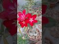 ADENIUM FLOWER
