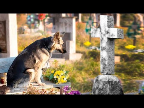 Невероятно, собака нашла своего хозяина на кладбище!