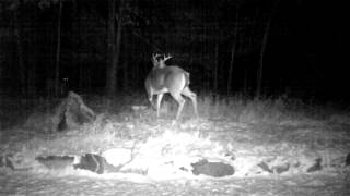 Buck chasing does...