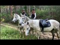 Gray horses team ride