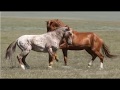 Observing Stallion & Herd Behavior - Learning To Think Like A Horse