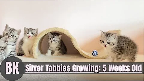 Watch the video about Cute Silver Tabby British Shorthair Kittens 5 Weeks Old