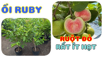 Cây ổi ruby ruột đỏ không hạt 0386569374 - Ngọc Ngân Bến Tre