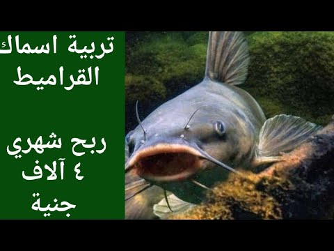 أرباح زراعة سمك القراميط 2021 